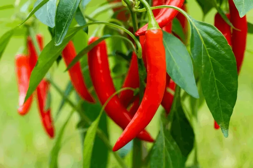 Capsicum Annuum